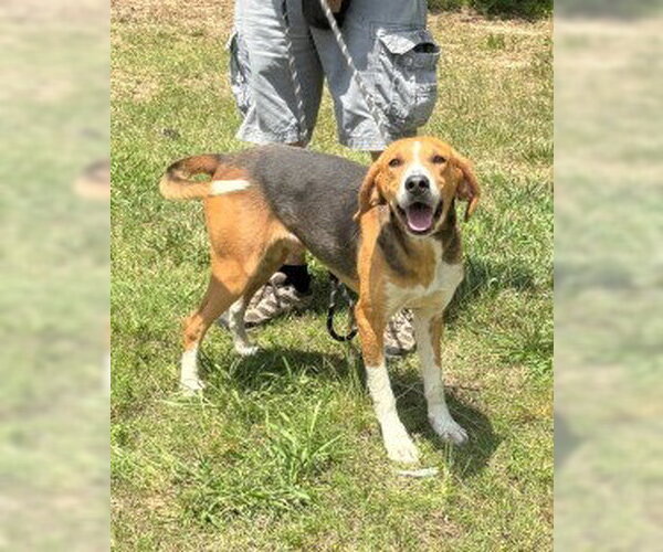 Medium Photo #5 Treeing Walker Coonhound Puppy For Sale in Glen Allen, VA, USA