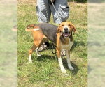 Small #4 Treeing Walker Coonhound