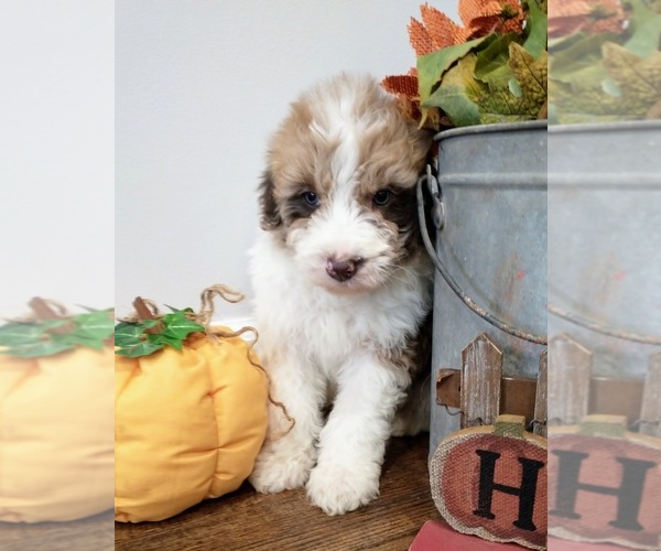 Medium Photo #15 Aussiedoodle Puppy For Sale in NEW YORK MILLS, MN, USA