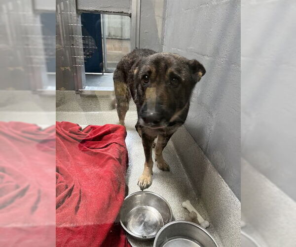 Medium Photo #1 German Shepherd Dog Puppy For Sale in Alameda, CA, USA