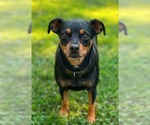 Small Miniature Pinscher Mix