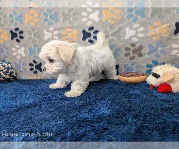 Medium Photo #3 Maltese Puppy For Sale in OCALA, FL, USA