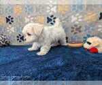 Small #2 Maltese