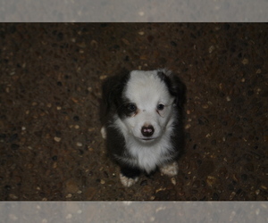 Miniature Australian Shepherd Puppy for sale in SWAN, TX, USA