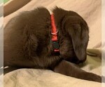 Small Photo #12 Labrador Retriever Puppy For Sale in PUEBLO, CO, USA