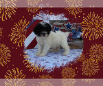 Small Photo #11 Poodle (Toy) Puppy For Sale in CHANUTE, KS, USA