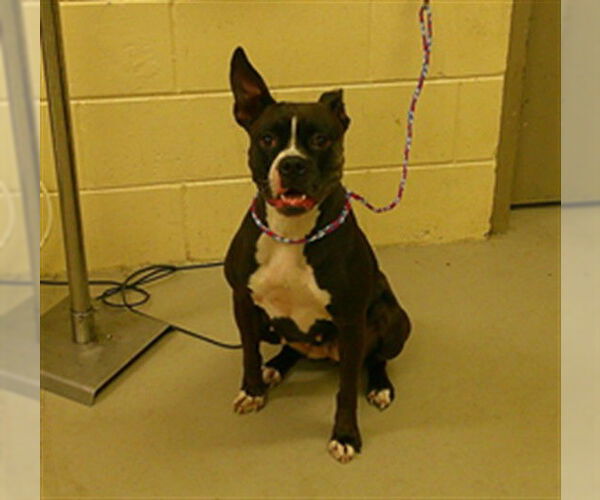 Medium Photo #1 Boxer Puppy For Sale in Sanford, FL, USA