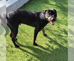 Small Photo #2 Rottweiler Puppy For Sale in Galveston, TX, USA