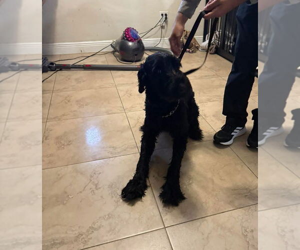Medium Photo #8 Mutt Puppy For Sale in Valrico, FL, USA