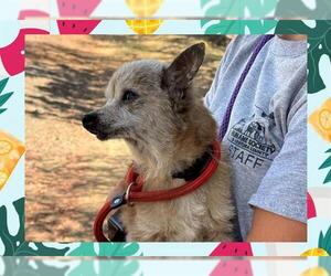 Chihuahua Dogs for adoption in Ojai, CA, USA