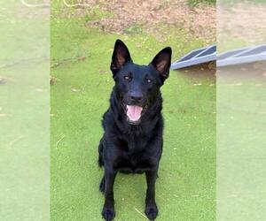 German Shepherd Dog Dogs for adoption in Sugar Land, TX, USA