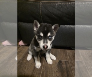 Medium Alaskan Klee Kai