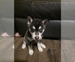 Puppy Blade Alaskan Klee Kai