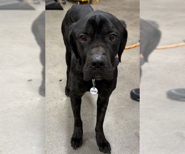 Medium Photo #1 Mutt Puppy For Sale in Forestville, MD, USA