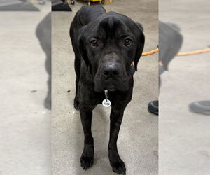 Mutt Dogs for adoption in Forestville, MD, USA