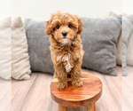 Small #4 Cavapoo (Standard)