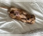 Small #5 Dachshund