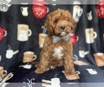 Small #9 Cavapoo