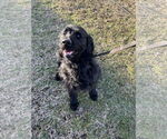 Small Labrador Retriever