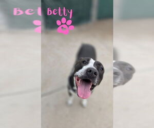 Medium American Pit Bull Terrier