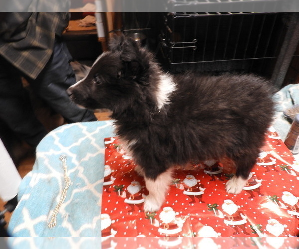 Medium Photo #16 Shetland Sheepdog Puppy For Sale in BAINBRIDGE, NY, USA