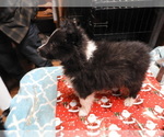 Small #3 Shetland Sheepdog