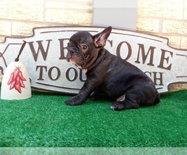Medium Photo #5 French Bulldog Puppy For Sale in CARTHAGE, TX, USA