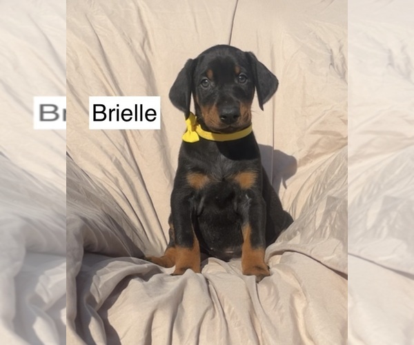 Medium Photo #2 Doberman Pinscher Puppy For Sale in POMEROY, OH, USA