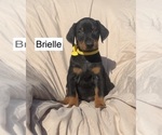 Small #1 Doberman Pinscher