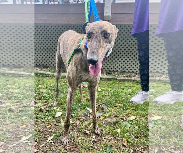 Medium Photo #4 Greyhound Puppy For Sale in Cherry Hill, NJ, USA