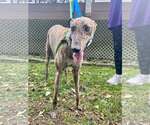 Small Photo #4 Greyhound Puppy For Sale in Cherry Hill, NJ, USA