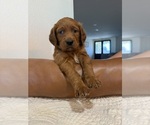 Puppy Suzy Q --Golden Retriever Mix