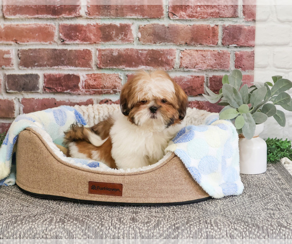 Medium Photo #6 Shih Tzu Puppy For Sale in SYRACUSE, IN, USA