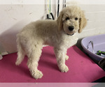 Puppy Female Puppy 7 Poodle (Standard)