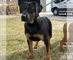 Small #3 Basset Hound-Rottweiler Mix