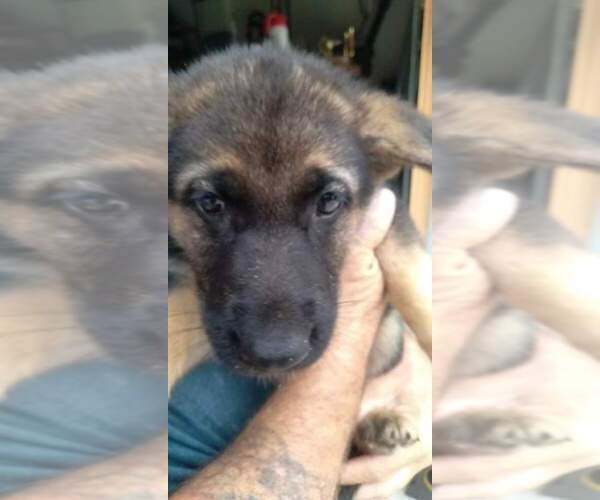 Medium Photo #9 German Shepherd Dog Puppy For Sale in VENICE, FL, USA