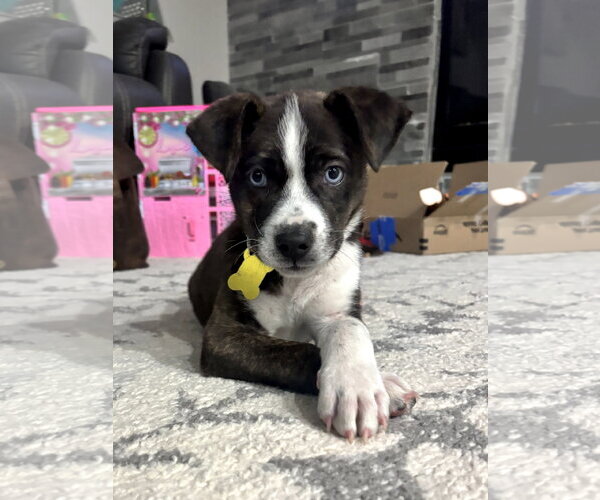 Medium Photo #5 Mutt Puppy For Sale in Sandy, UT, USA