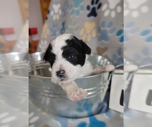 Poodle (Toy) Puppy for sale in WORCESTER, MA, USA