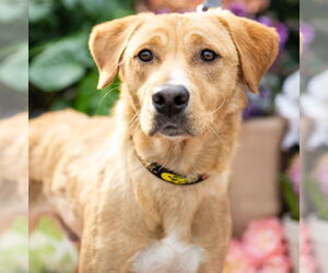 Labrador Retriever-Unknown Mix Dogs for adoption in Brooklyn Center, MN, USA