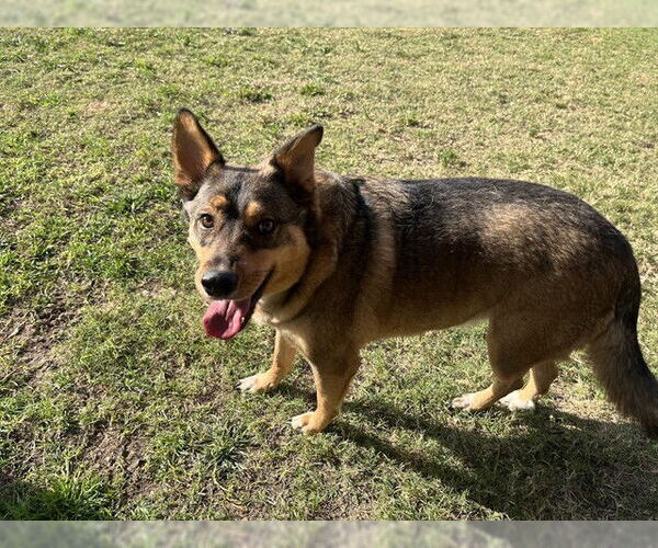Medium Photo #1 German Shepherd Dog-Unknown Mix Puppy For Sale in Plano, TX, USA