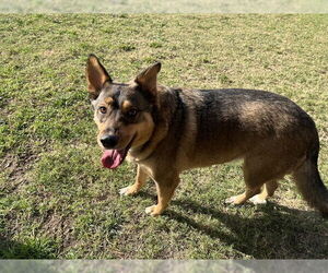 German Shepherd Dog-Unknown Mix Dogs for adoption in Plano, TX, USA