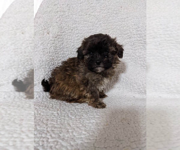 Full screen Photo #1 ShihPoo Puppy For Sale in MCMINNVILLE, TN, USA