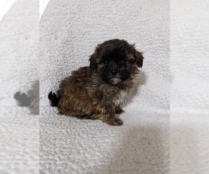ShihPoo Puppy for sale in MCMINNVILLE, TN, USA