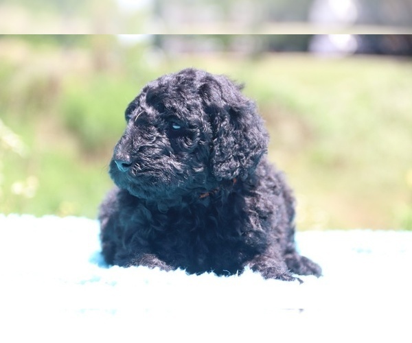 Medium Photo #25 Poodle (Standard) Puppy For Sale in UNION CITY, TN, USA