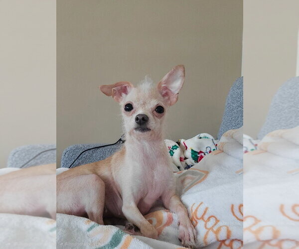 Medium Photo #3 Chihuahua-Unknown Mix Puppy For Sale in Andover, MN, USA