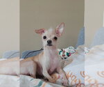 Small #2 Chihuahua Mix