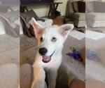Small #1 Siberian Husky Mix