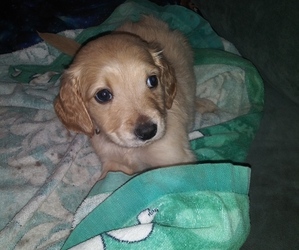 Doodle-Goldendoodle Mix Puppy for sale in SUMMERVILLE, SC, USA