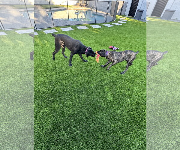 Medium Photo #11 Mutt Puppy For Sale in Goodyear, AZ, USA