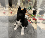 Puppy Knight Akita